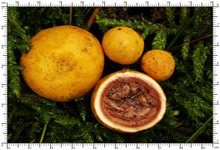 Elaphomyces granulatus